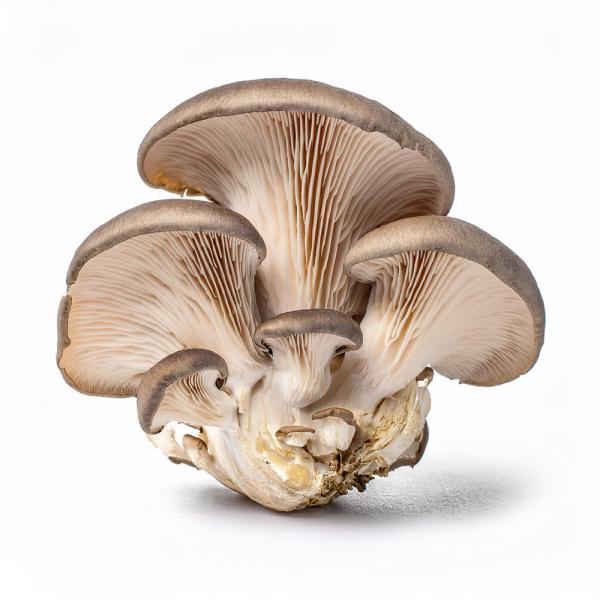 Champignon pleurotte