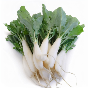 radis blanc