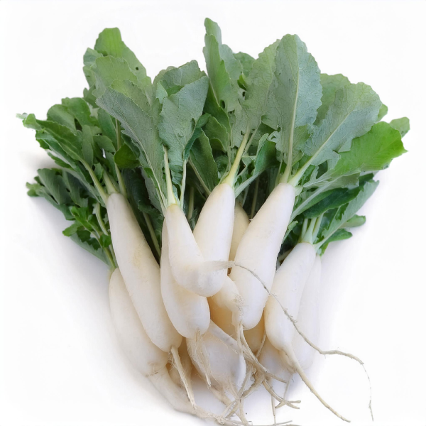 radis blanc