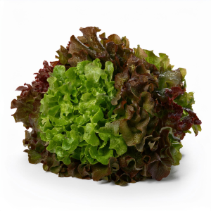 Salade feuille de chêne printemps