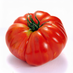 Tomate ancienne cœur de bœuf